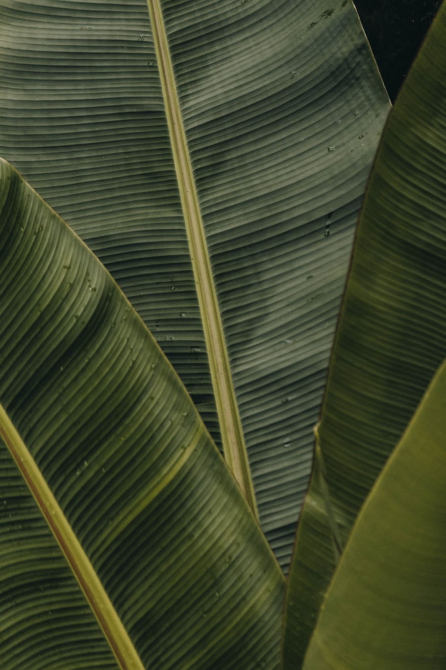 green banana leaves, leaf, leaf texture, plant, palm, nature, HD wallpaper