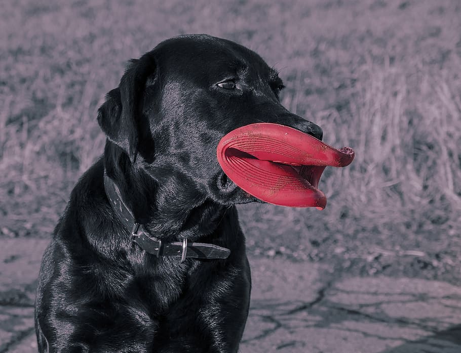 dog, happy, pet, laborator, puppy, love, fun, animal, cute HD wallpaper