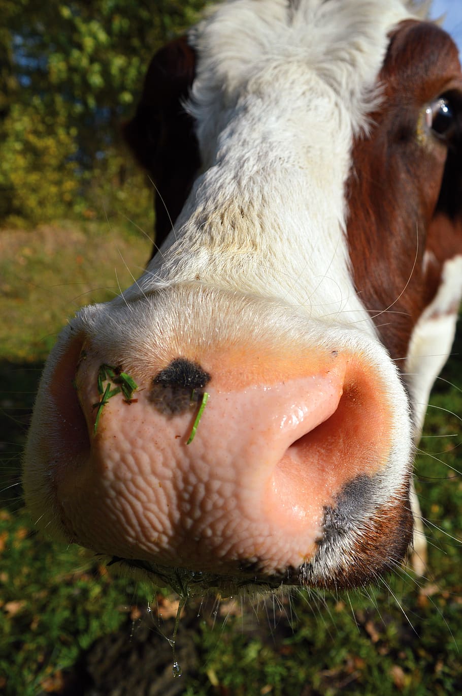 Pink Cow Nose