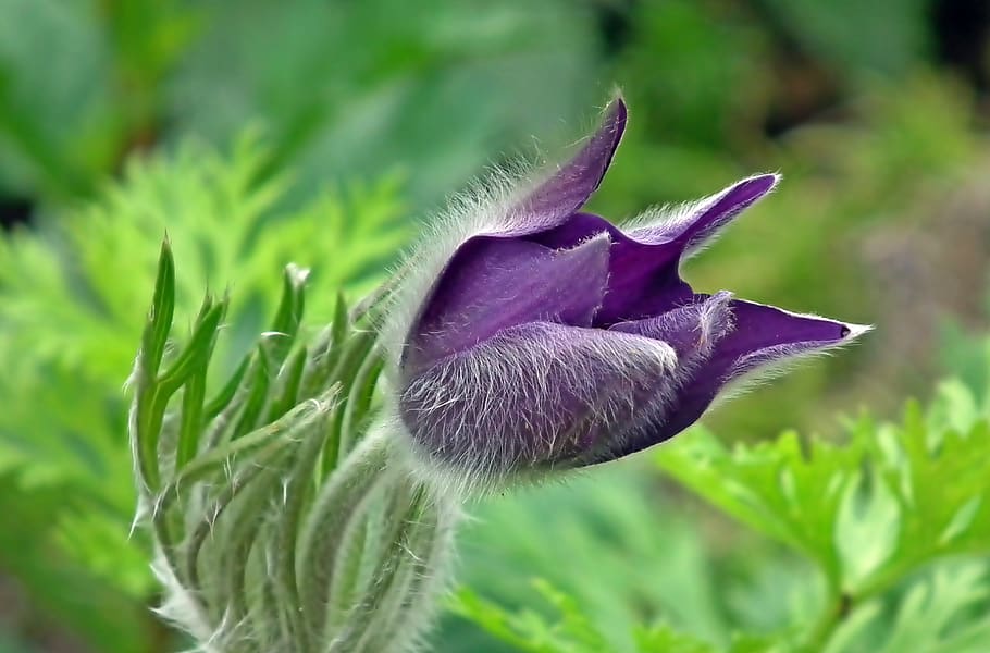 flower, sasanka, spring, nature, garden, hairy, closeup, plant HD wallpaper