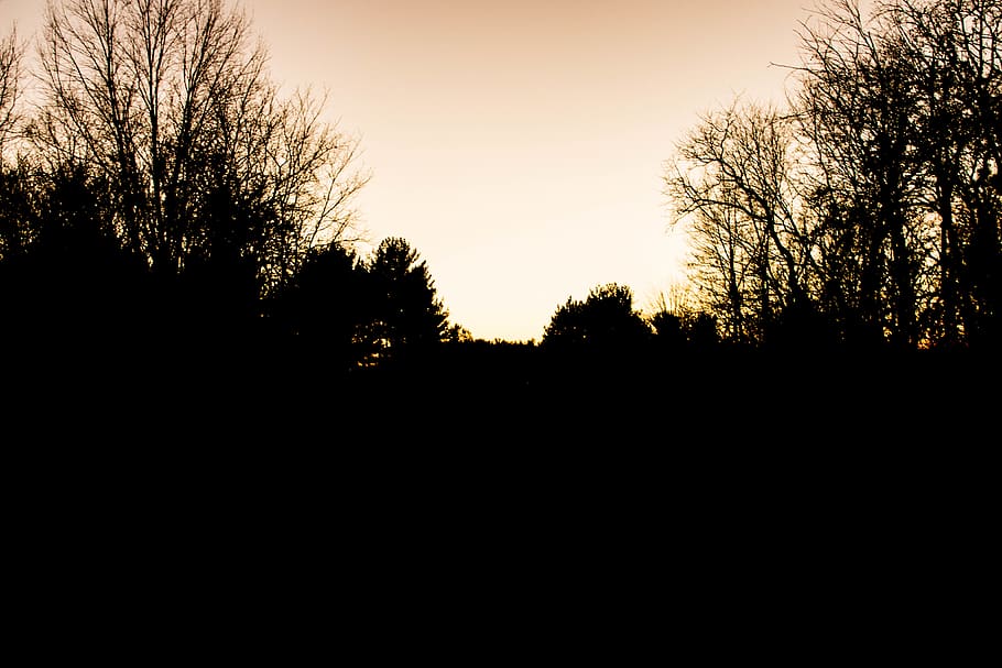 shadow, sunset, contrast, goldenhour, trees, fall, autumn, silhouette HD wallpaper