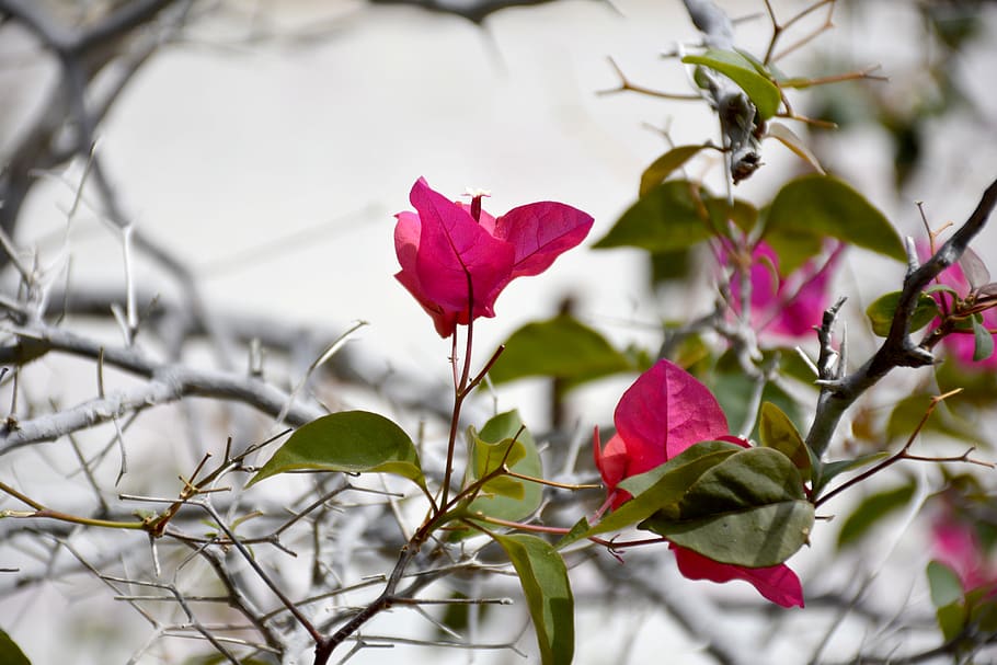 iran, mashhad, flower, plant, flowering plant, beauty in nature HD wallpaper