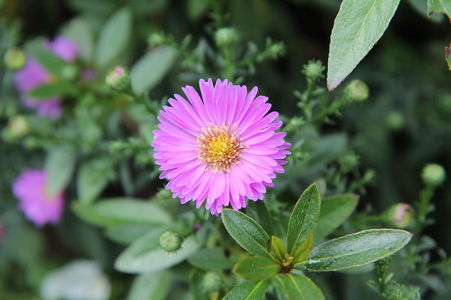 aster, aster pink, flowering, flowering plant, freshness, growth HD wallpaper