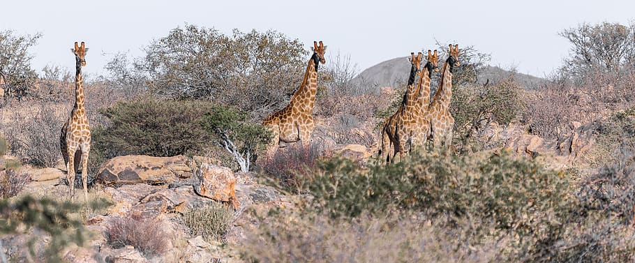 giraffe, namibia, africa, nature, mammal, landscape, animal, HD wallpaper