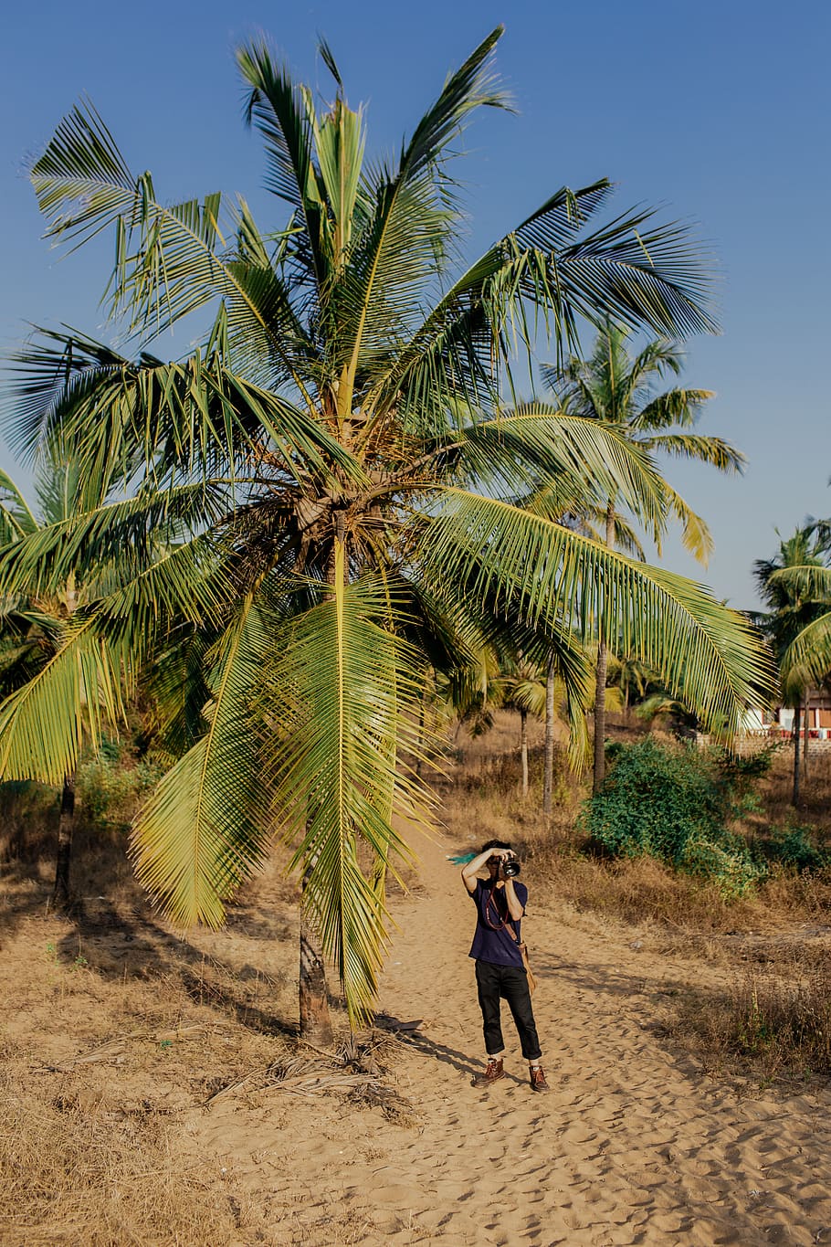 india, photography, tree, palm tree, tropical climate, plant HD wallpaper