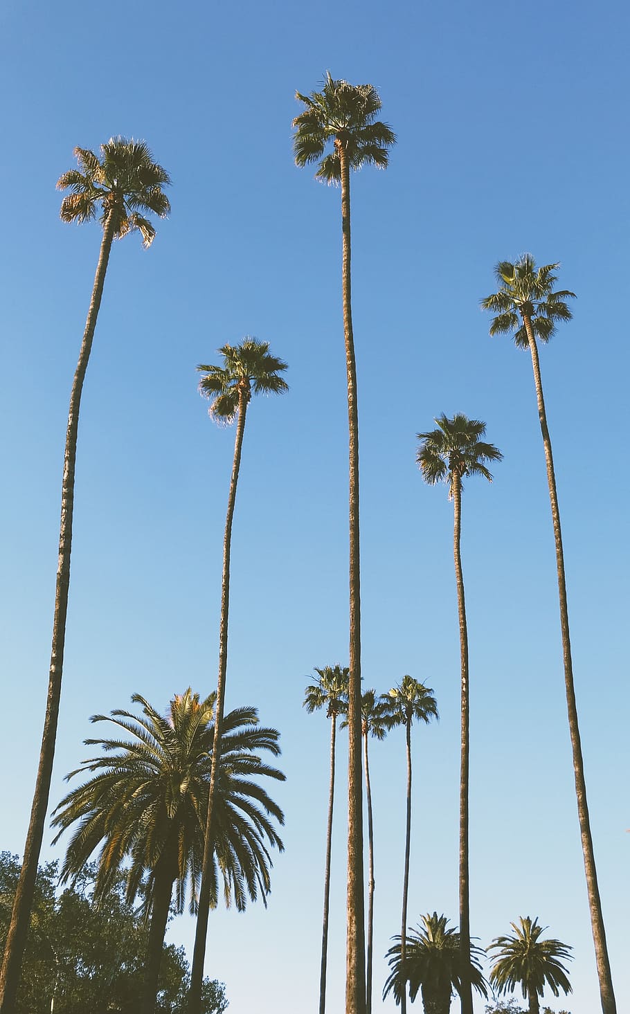 green palm trees under blue sky, plant, arecaceae, utility pole