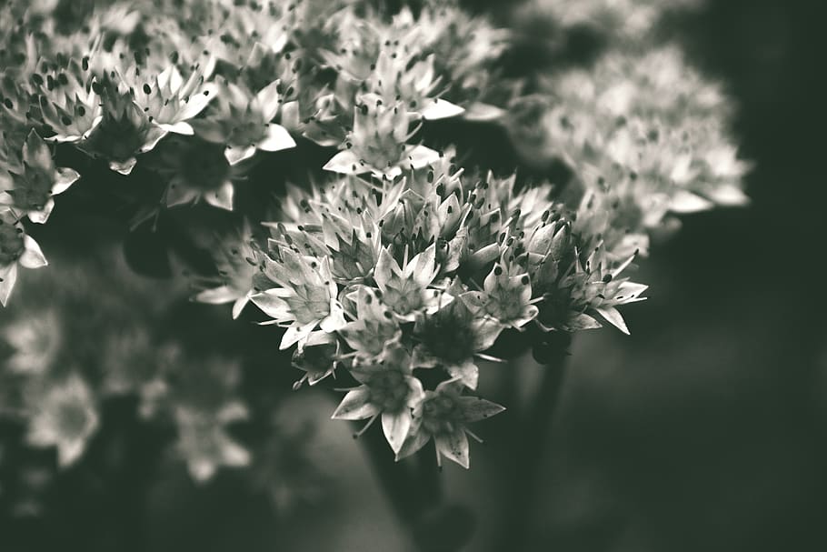 germany, plauen, stadt park, leaf, monochrome, blossom, black and white, HD wallpaper