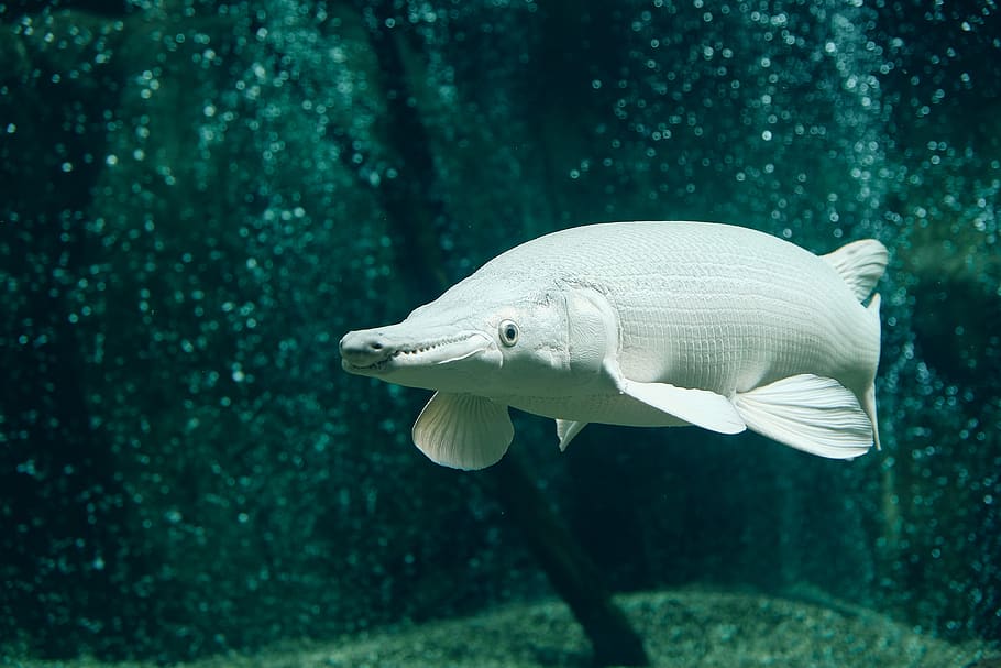 white pet fish, animal, water, aquatic, sea life, outdoors, aquarium HD wallpaper