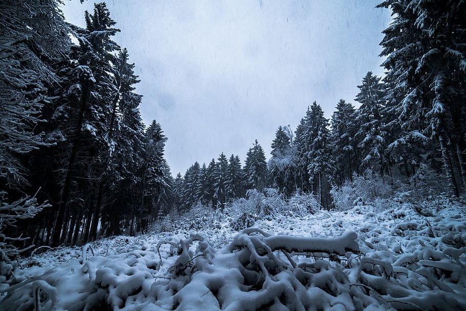 snow and tree covered field, cold temperature, winter, plant HD wallpaper