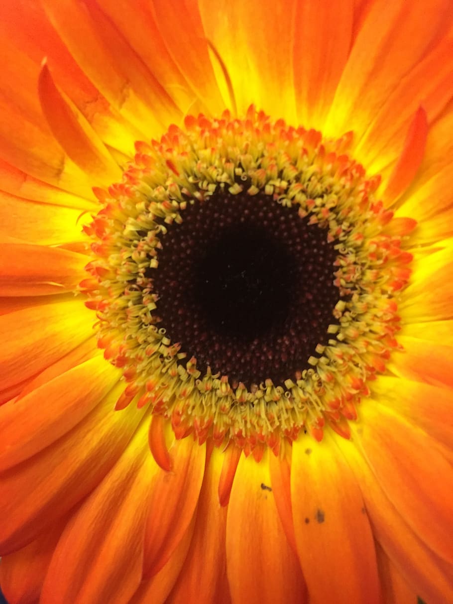 flower, single, blossom, bloom, bright, orange, color, petals HD wallpaper