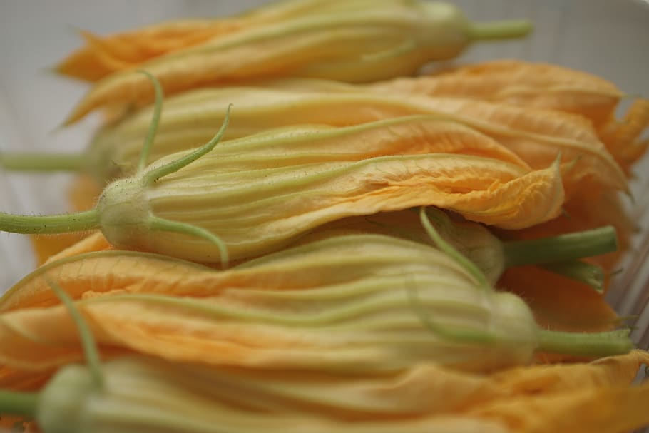 squash blossoms, orange, food and drink, freshness, close-up HD wallpaper