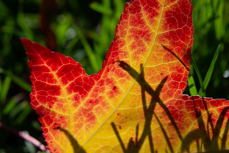 netherlands, amsterdam, leaf, plant part, close-up, leaf vein HD wallpaper