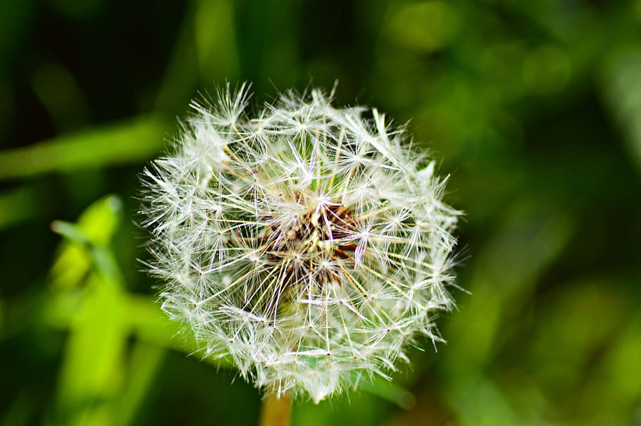 plant, flower, beauty in nature, flowering plant, close-up HD wallpaper
