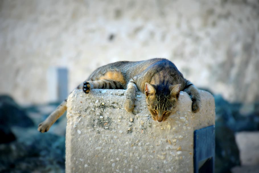 cat, kitty, sleep, sleeping, nap, cute, pet, sweet, love, animal HD wallpaper