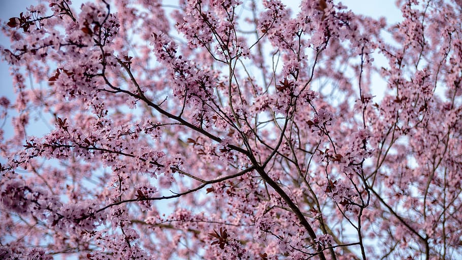 spring, flowers, nature, tree, garden, petals, flowering plant HD wallpaper