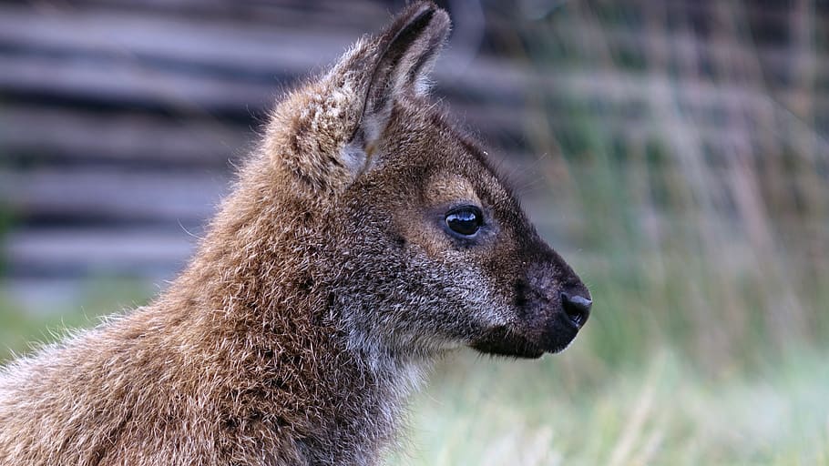 tasmania, cradle mountain, wallaby, national park, wild, animal, HD wallpaper