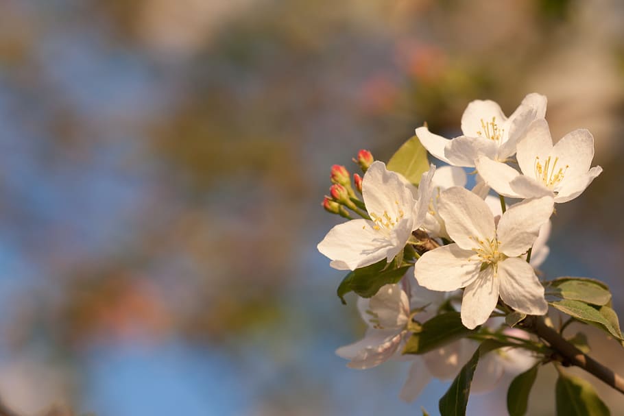 beautiful, blossom, bright, bunch, closeup, detail, flora, floral HD wallpaper
