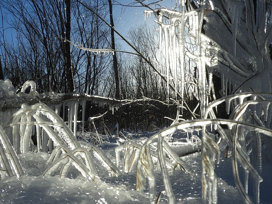 kamchatka, winter, snow, cold, ice, frost, trees, icing, branch HD wallpaper