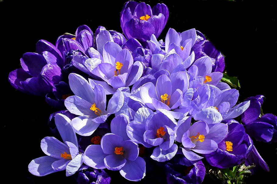 crocus, spring, nature, blue, flowers, garden, macro, beauty HD wallpaper
