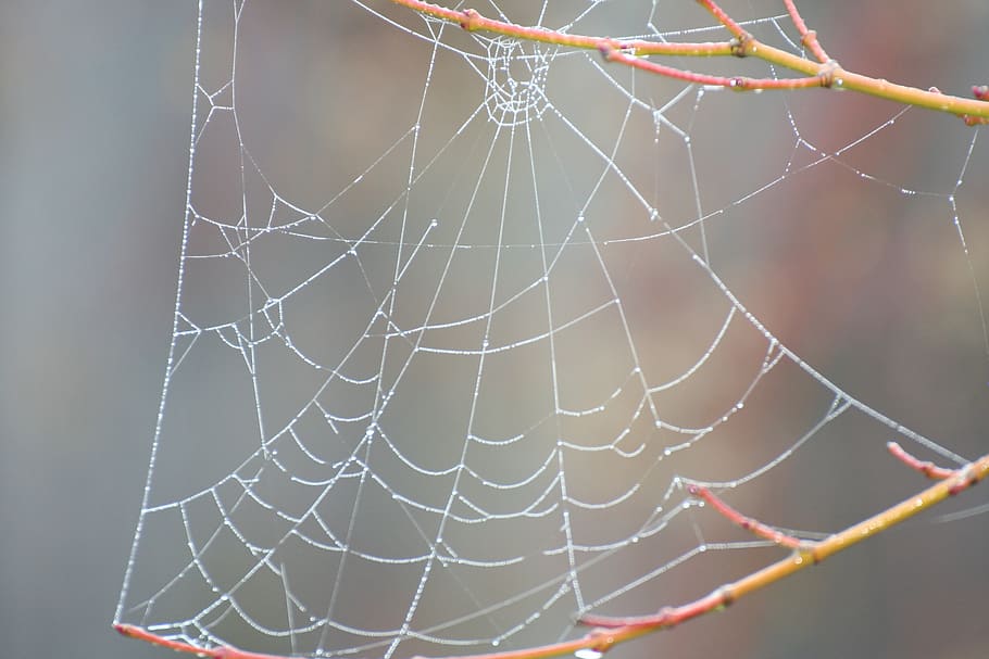 spider web, nature, insect, dew, pattern, dewdrop, spiderweb HD wallpaper