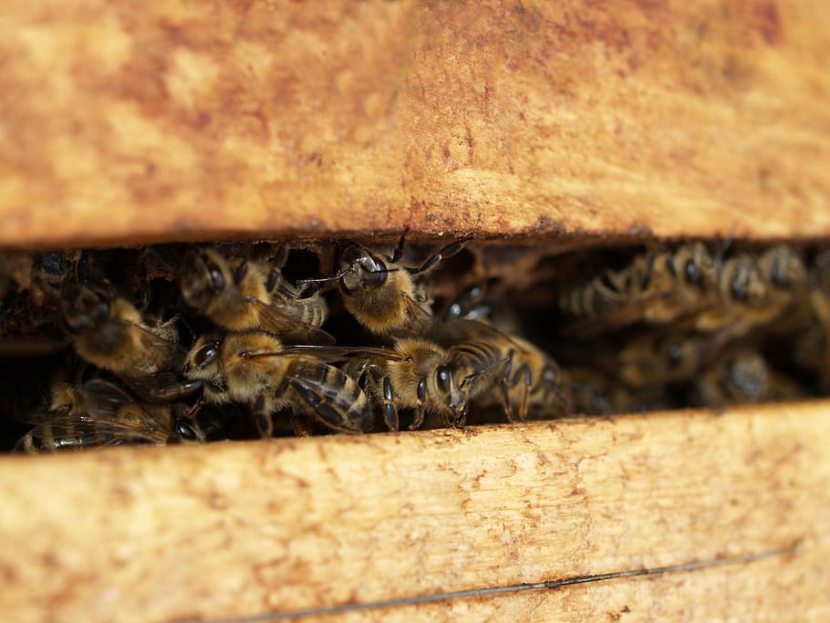 Photo Of Bees, close-up, depth of field, honeybee, insect, little