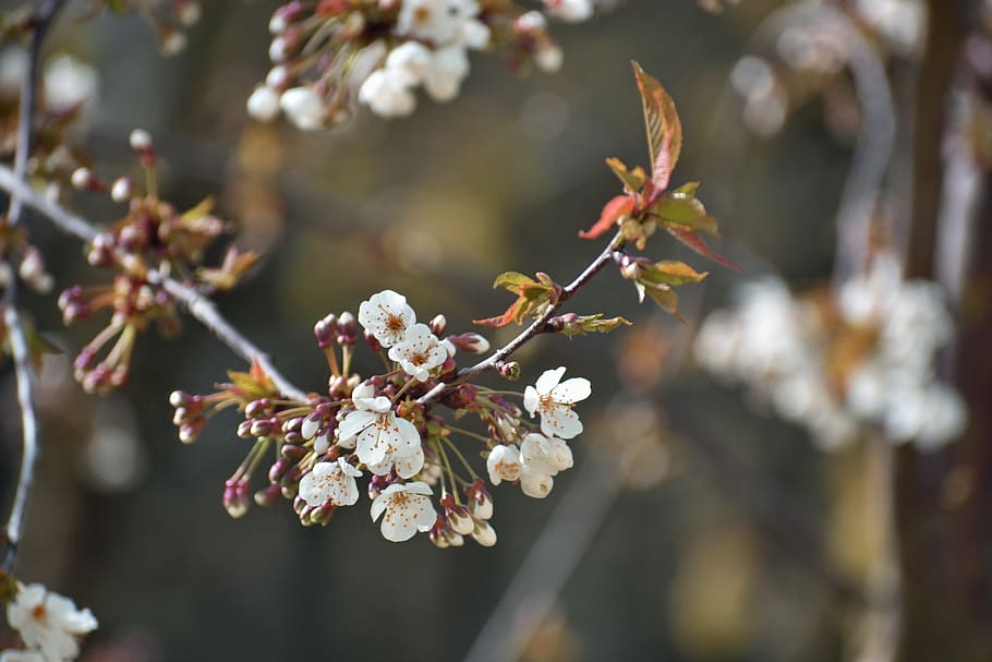 blossom, spring, white, bloom, botany, flowers, petals, flora HD wallpaper