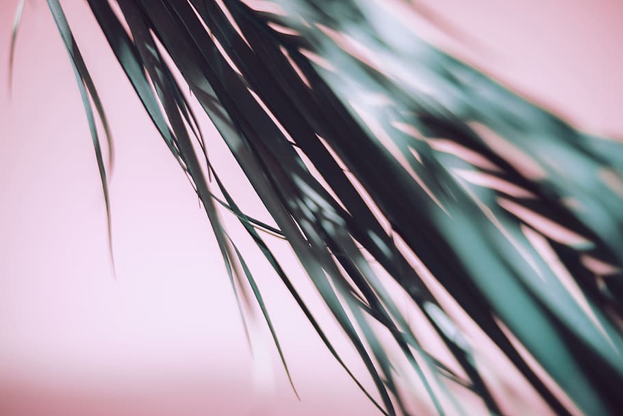 green leaf in shallow focus shot, palm, frond, pink, nature, tropical HD wallpaper