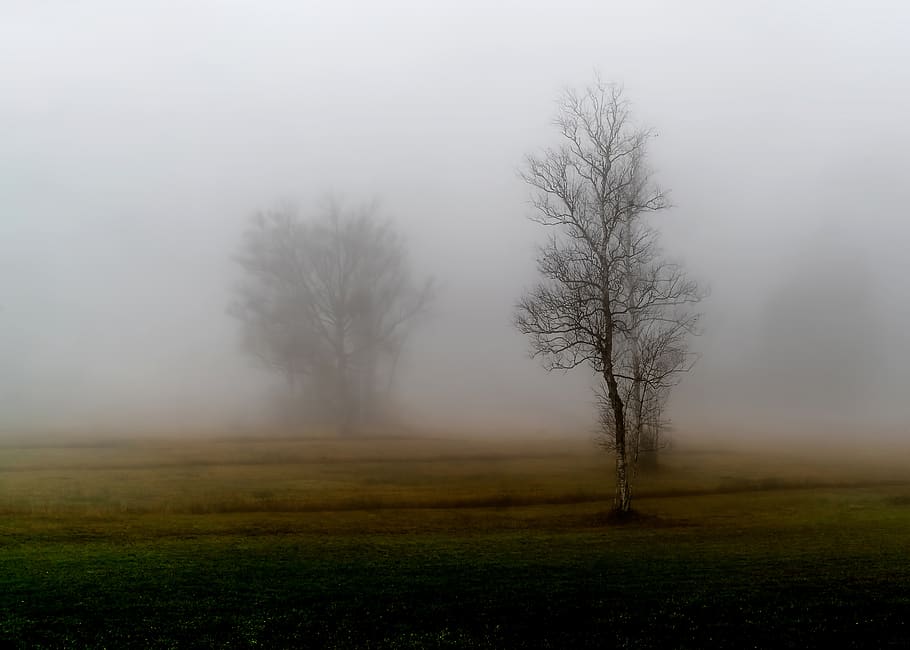 leafless tree, fog, plant, environment, tranquility, beauty in nature HD wallpaper