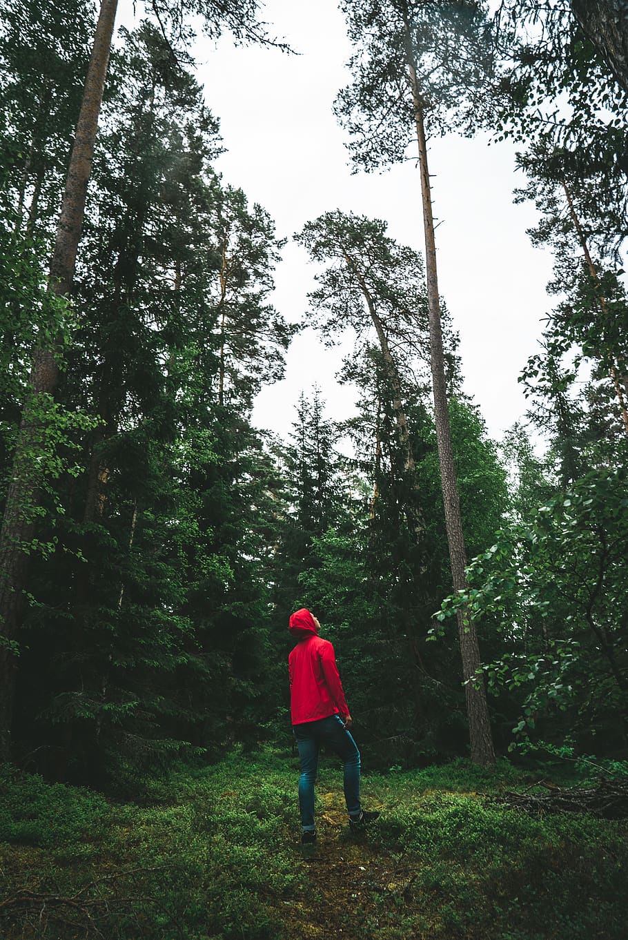 man looking up surrounded by trees, plant, land, real people HD wallpaper