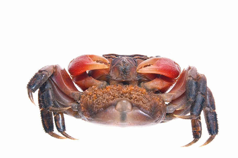 animal, claw, crab, crustacean, food, isolated, leg, seafood, HD wallpaper