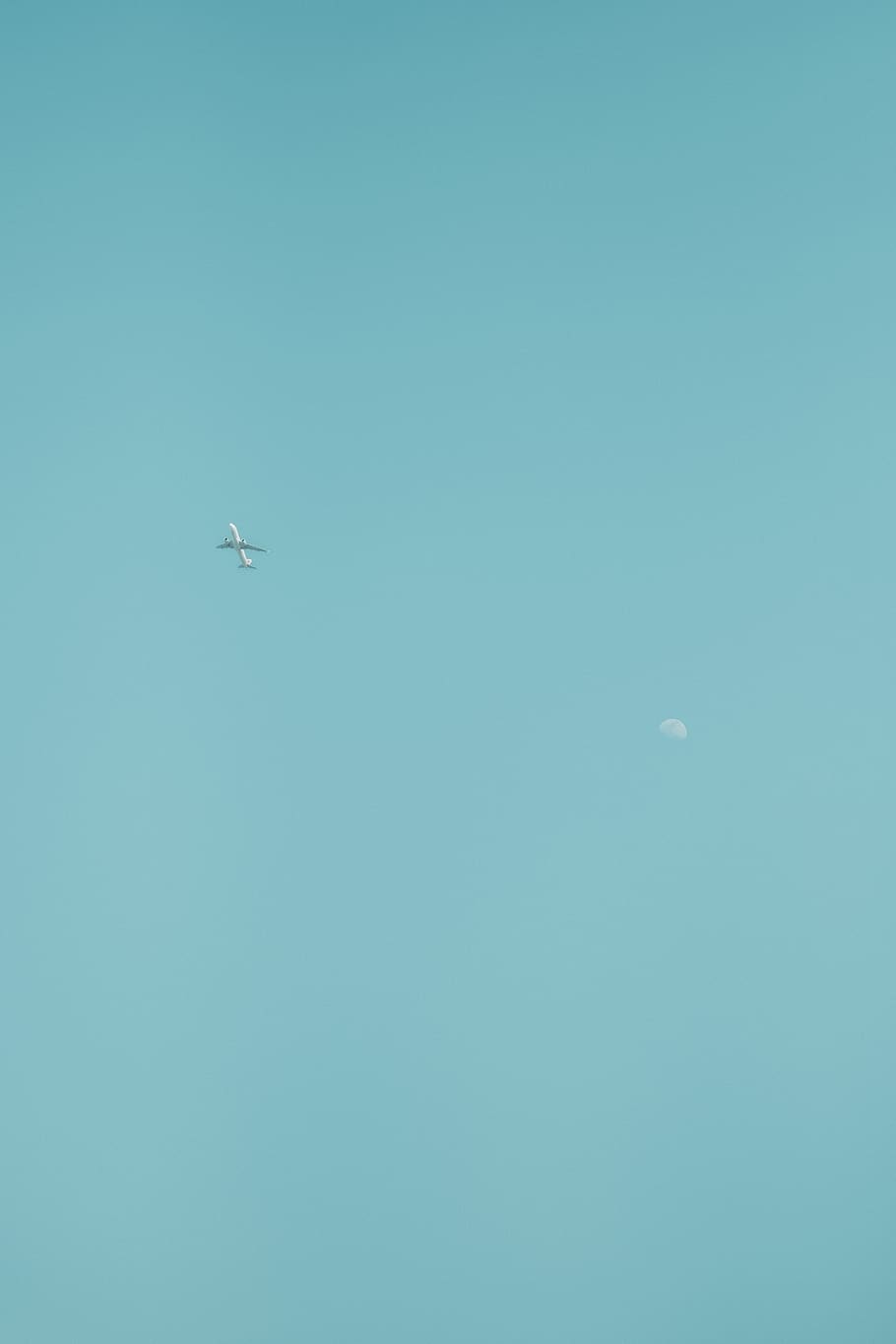 plane on sky at daytime, animal, bird, flying, airplane, vehicle HD wallpaper