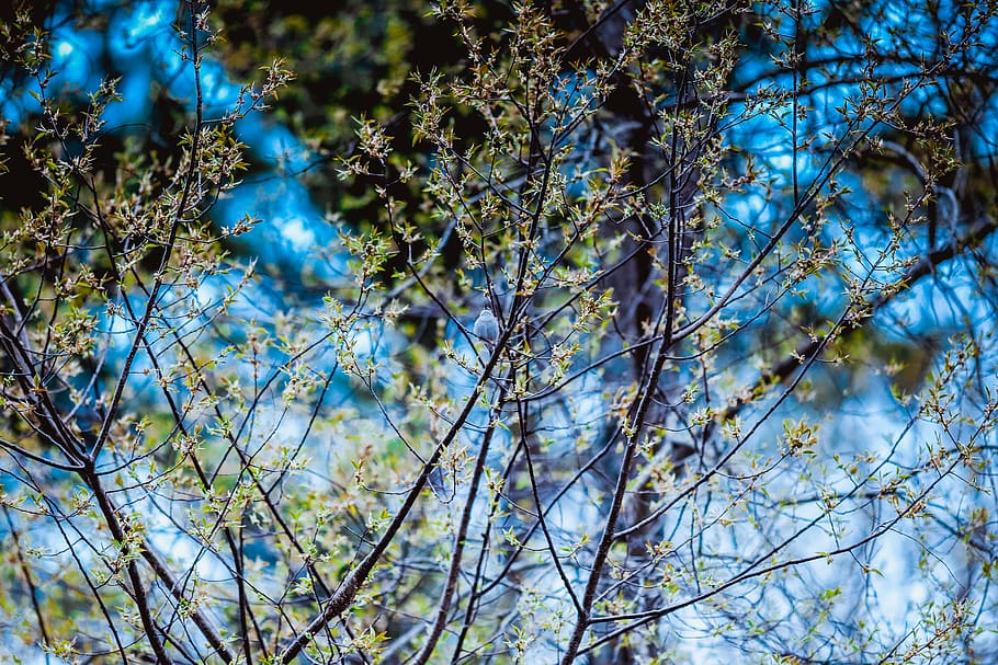 bird, trees, forest, love, me, plant, branch, beauty in nature HD wallpaper