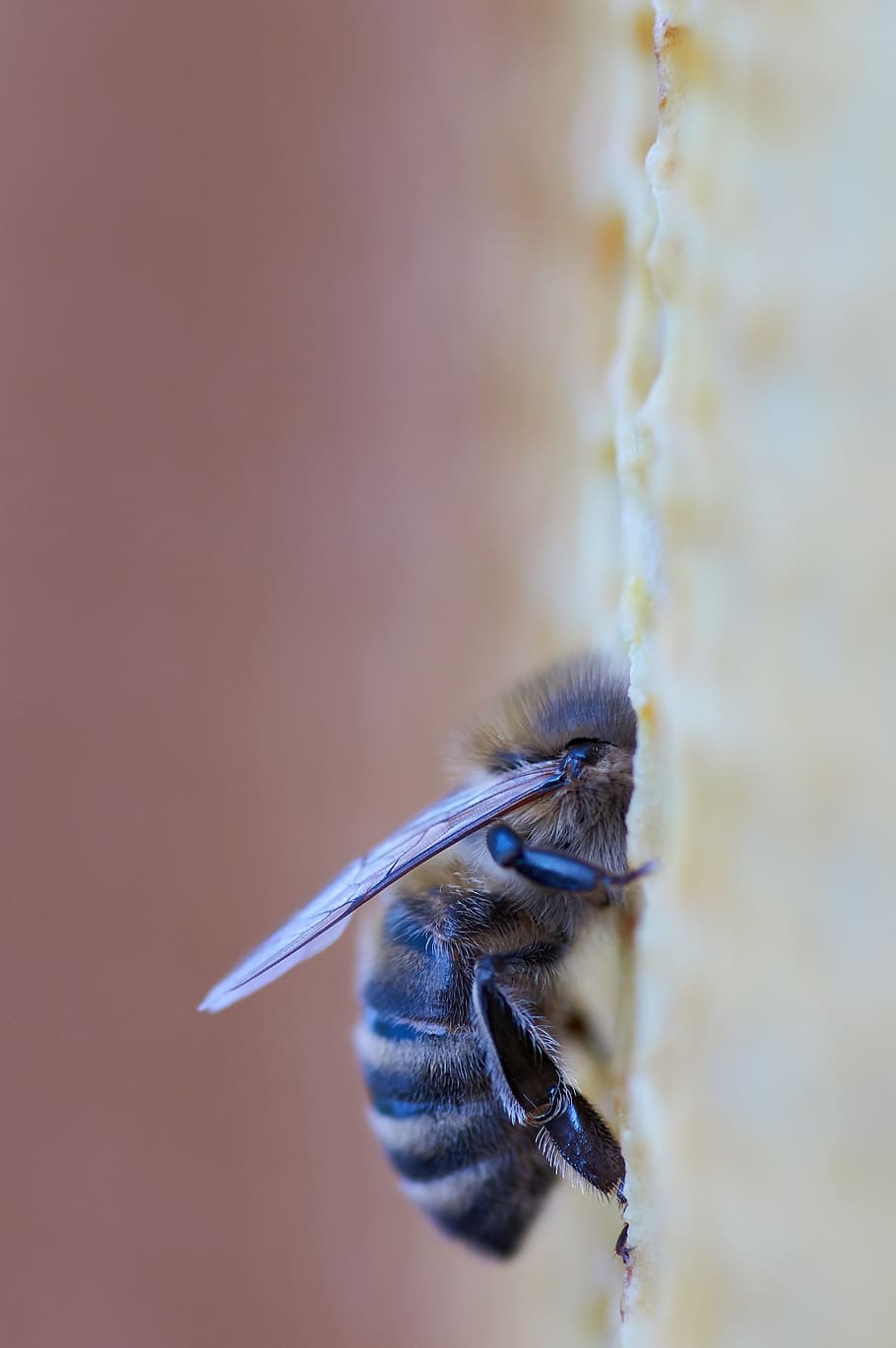 black bee, animal themes, one animal, animal wildlife, animals in the wild HD wallpaper