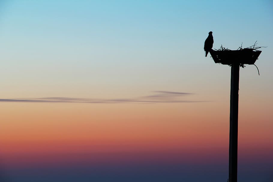 sky, sunset, bird, silhouette, vertebrate, animals in the wild HD wallpaper
