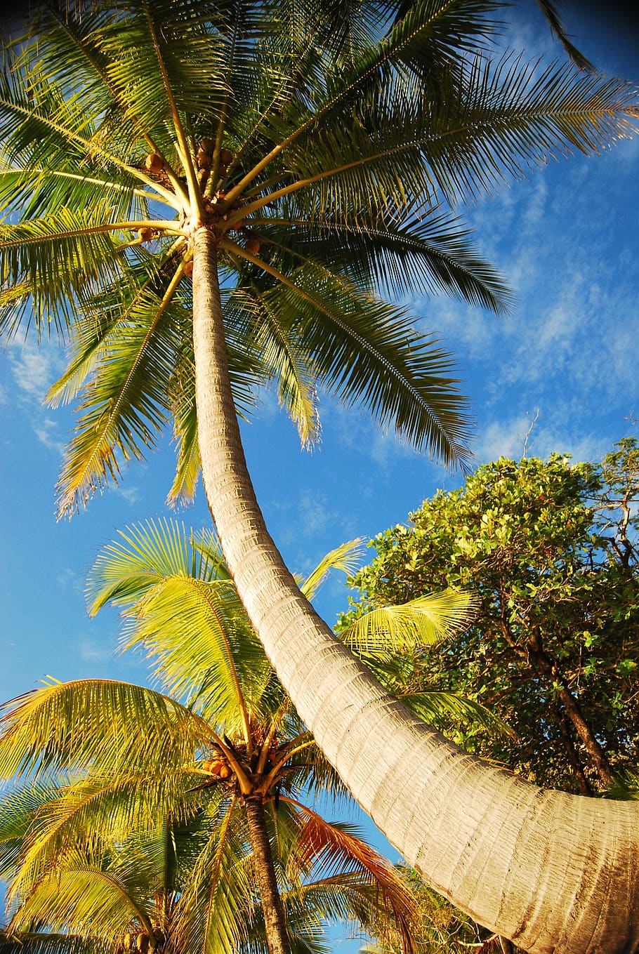 ambergris caye, palm, tree, beach, palm tree, perspective, nature HD wallpaper