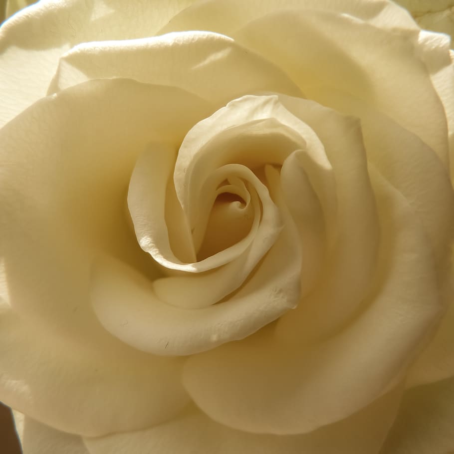 rose, white, cream, love, plant, bloom, flora, romantic, romance HD wallpaper