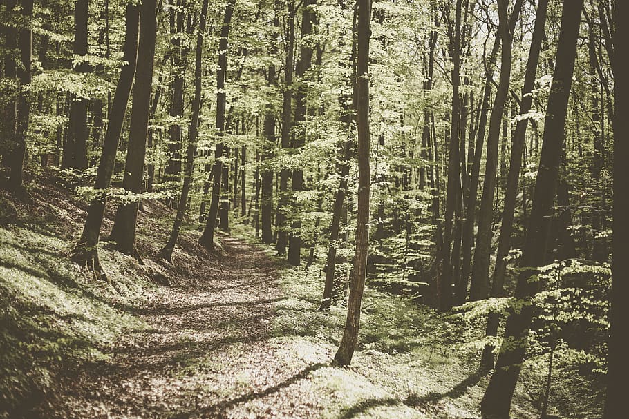 green-leafed trees during daytime, path, trail, plant, vegetation HD wallpaper