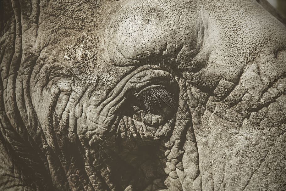 closeup photography of gray elephants, animal, wildlife, mammal