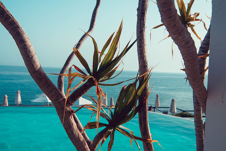 ocean, trees, pool, sea, palm, resort, vacation, dusk, dawn HD wallpaper