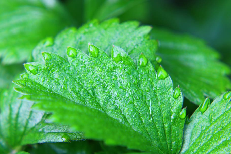leaf, green, green leaf, nature, garden, water drop, rain, wet HD wallpaper