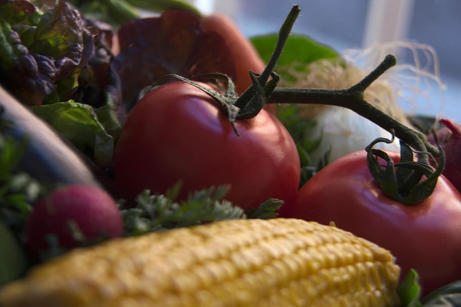 tomato, corn, eggplant, lettuce, vegetables, fresh, healthy, HD wallpaper