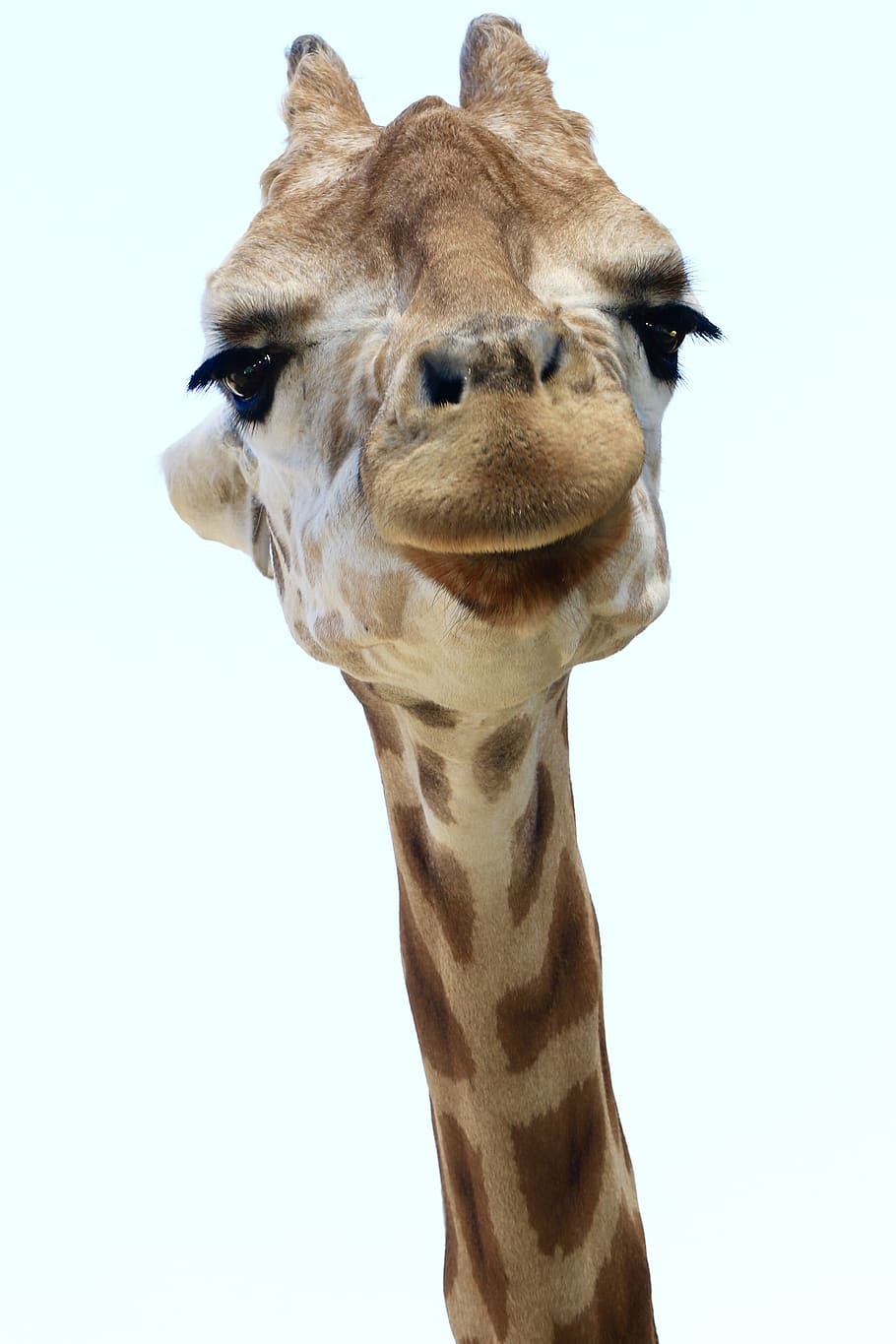 giraffe face, one animal, animal themes, mammal, animal wildlife HD wallpaper