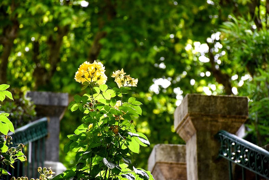 yellow, flowers, spring, summer, nature, blossom, flora, plant HD wallpaper