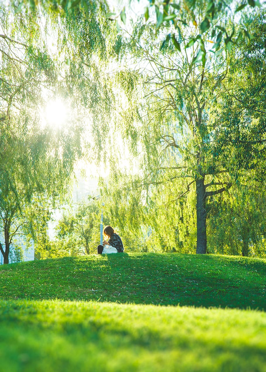 canada, toronto, reading, solitude, park, summer, plant, tree HD wallpaper