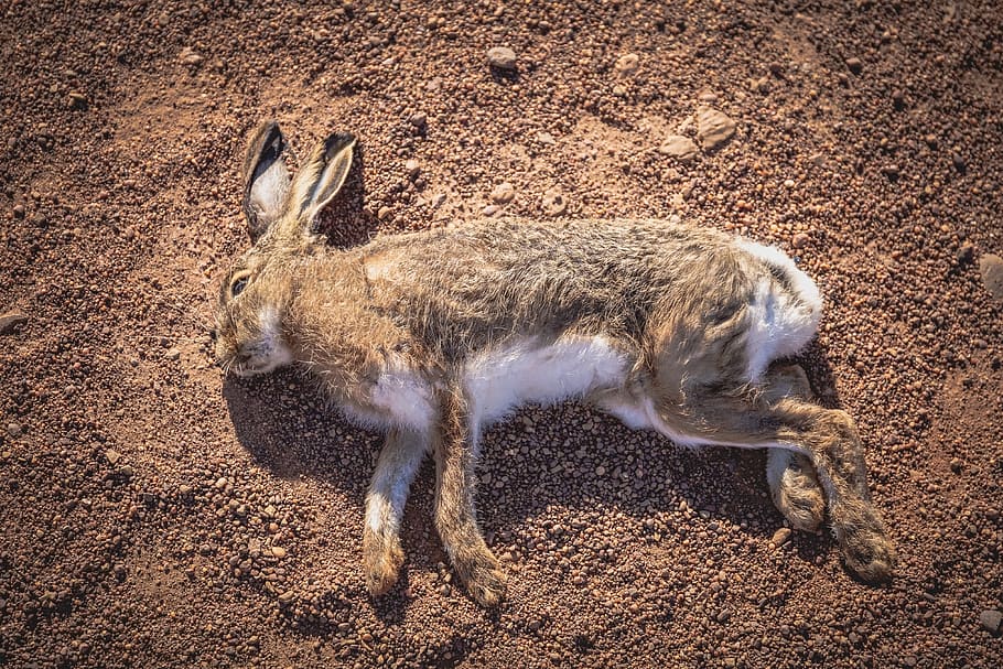 rabbit, playing dead, hare, animal themes, mammal, one animal HD wallpaper