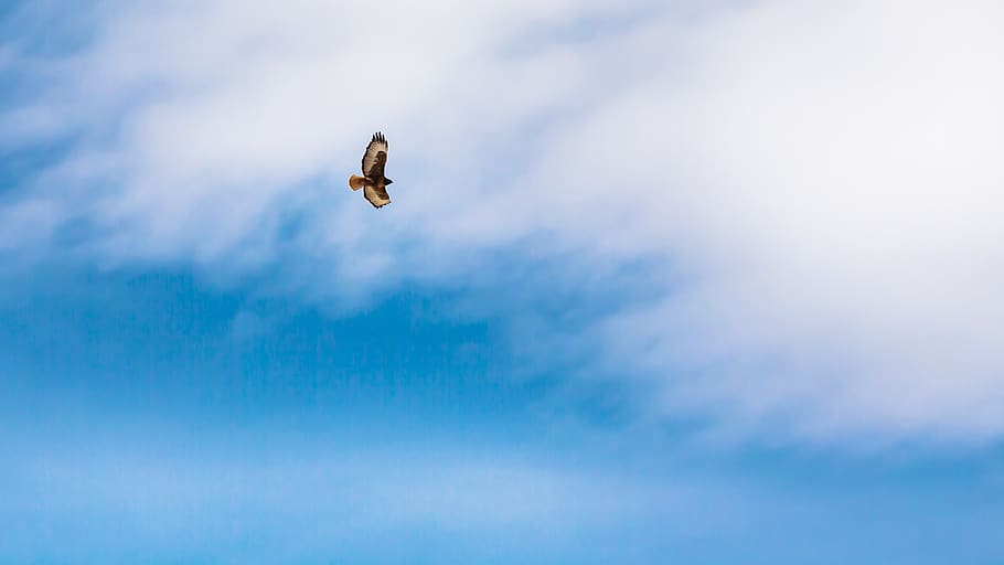 cloud - sky, flying, animal themes, animals in the wild, bird HD wallpaper