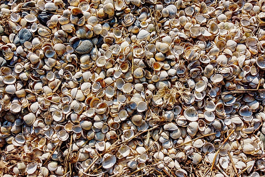 cockle, shell, beach, shellfish, seafood, coast, flotsam, pattern HD wallpaper