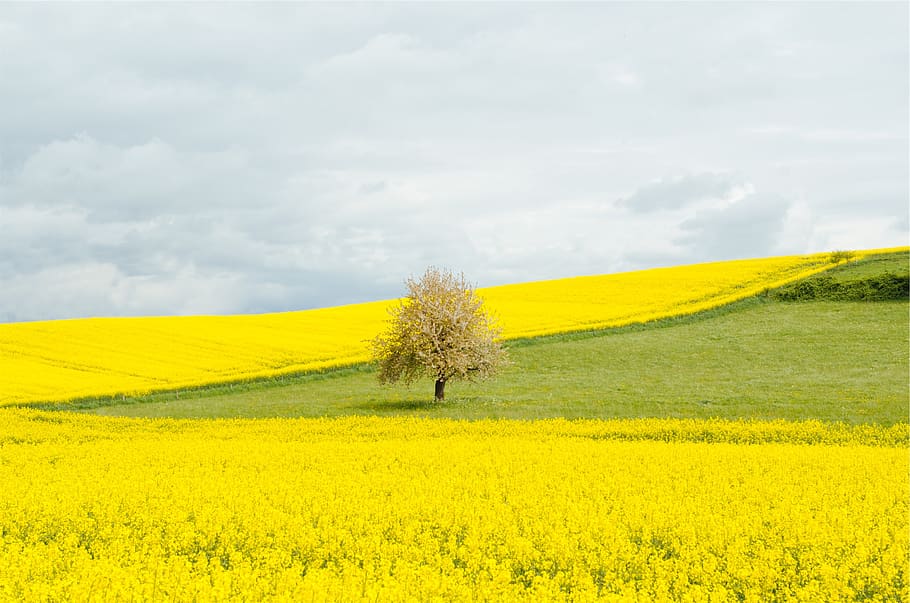 dandelions, fields, grass, tree, clouds, yellow, plant, beauty in nature HD wallpaper