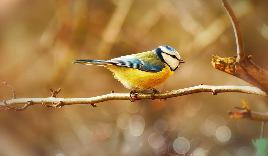 crested tit, bird, small, colored, sprig, bokeh, animals, nature HD wallpaper