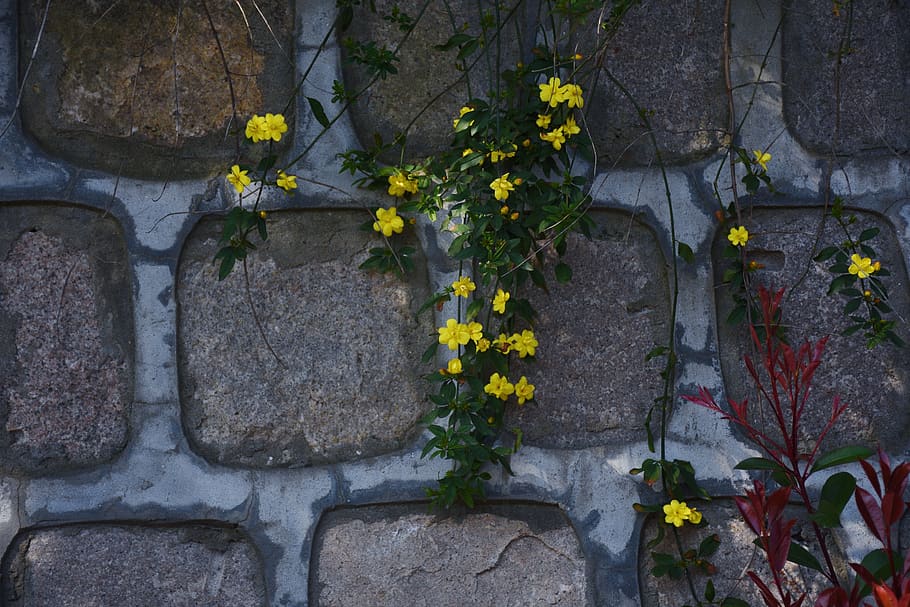 path, walkway, flagstone, sidewalk, pavement, plant, slate HD wallpaper